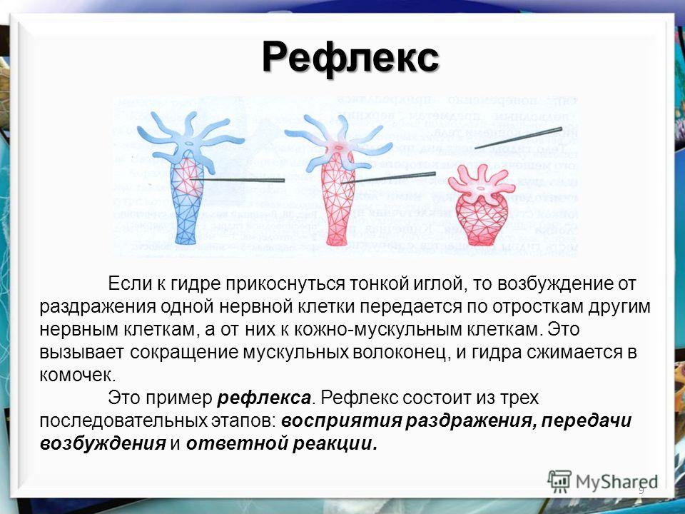 Ссылки онион